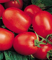 Health Kick Hybrid Tomato